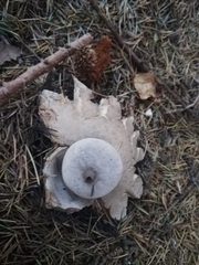 Geastrum