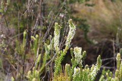 Microdon parviflorus