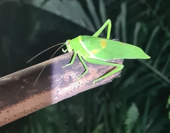 Paracaedicia serrata