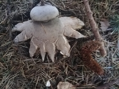 Geastrum