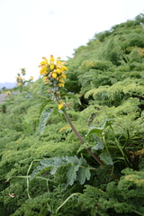 Phlomoides speciosa