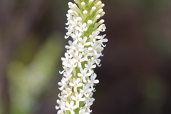 Microdon parviflorus