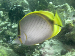 Chaetodon selene