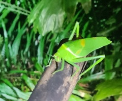 Paracaedicia serrata