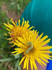 Berkheya setifera