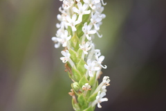 Microdon parviflorus