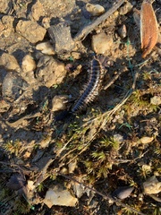 Pseudopolydesmus canadensis