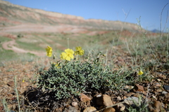 Helianthemum songaricum