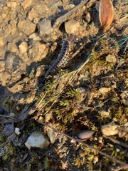 Pseudopolydesmus canadensis