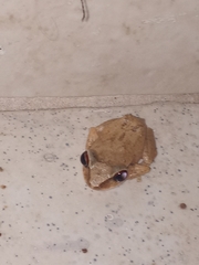 Eleutherodactylus antillensis