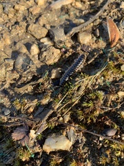Pseudopolydesmus canadensis