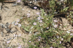 Brachyscome ciliaris