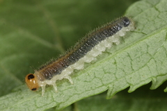 Cladius compressicornis