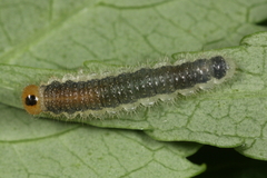 Cladius compressicornis