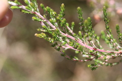 Erica lucida