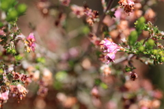 Erica lucida