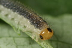 Cladius compressicornis