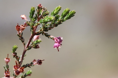 Erica lucida