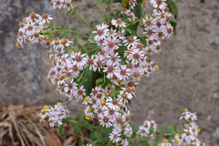 Aster ageratoides