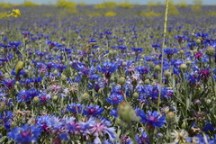 Centaurea depressa