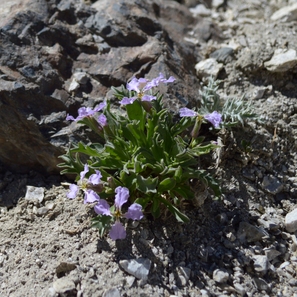 Parrya turkestanica