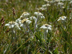 Leontopodium ochroleucum
