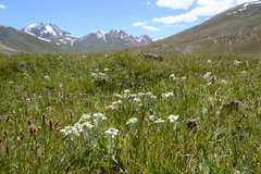 Leontopodium ochroleucum