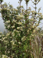 Viburnum parvifolium