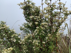 Viburnum parvifolium