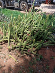Cactaceae