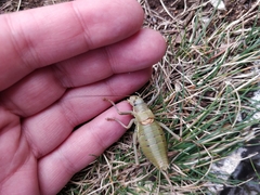 Ephippiger terrestris