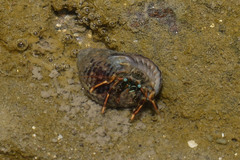 Clibanarius infraspinatus