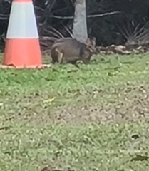 Thylogale stigmatica