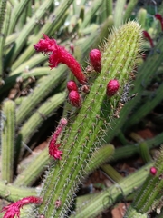 Cleistocactus