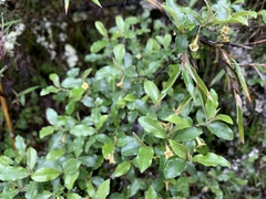 Elaeagnus