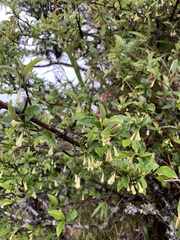 Elaeagnus