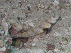 Amblyeleotris guttata