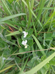 Justicia anagalloides