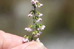 Erica argentea