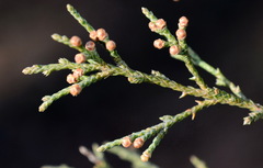 Cupressus sempervirens