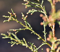 Cupressus sempervirens