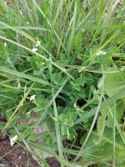 Justicia anagalloides