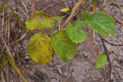 Actinidia eriantha