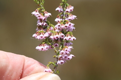 Erica argentea