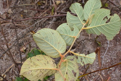 Actinidia eriantha
