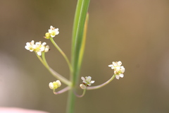 Centella glauca