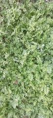 Lepidium didymum