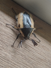 Chondropyga dorsalis