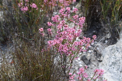 Erica chlamydiflora