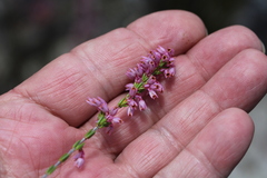 Erica chlamydiflora